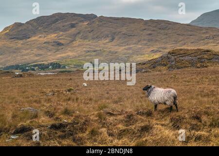 Ovini a Connemara, Galway, Repubblica d'Irlanda, Europa Foto Stock