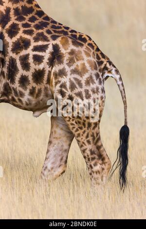 Giraffe (Giraffa camelopardalis) primo piano di quartieri posteriori, Namibia Foto Stock