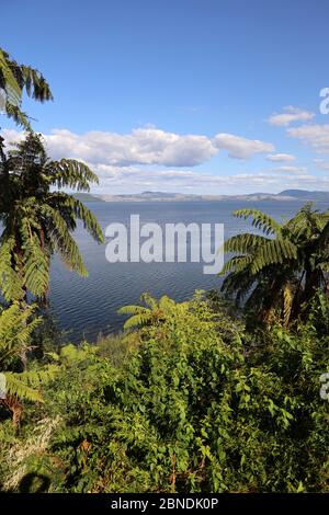 Lago Rotorua. Cigni neri sul lago tranquillo fotografato vicino a Ngongotaha, Bay of Plenty, North Island, Nuova Zelanda. Nessuna gente Foto Stock