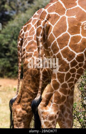 Due giraffe reticualtate (Giraffa camelopardalis reticulata) primo piano di code e zampe posteriori, Samburu Game Reserve, Kenya, Africa orientale, agosto. Foto Stock