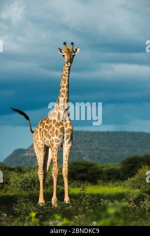 Giraffe (Giraffa camelopardalis) maschio, ritratto, Marataba, Parco Nazionale Marakele, Provincia Limpopo, Sudafrica. Foto Stock