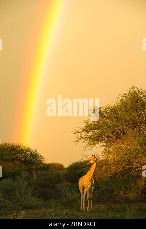 Giraffe (Giraffa camelopardalis) nella luce della sera con arcobaleno, Marataba, Marakele National Park, Provincia di Limpopo, Sud Africa, Dicembre. Foto Stock