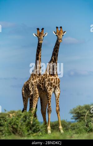 Giraffe (Giraffa camelopardalis) due maschi, Marataba, Marakele National Park, Limpopo Province, Sud Africa, gennaio. Foto Stock