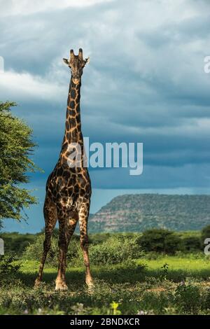 Giraffe (Giraffa camelopardalis) maschio, ritratto, Marataba, Parco Nazionale Marakele, Provincia Limpopo, Sudafrica, gennaio. Foto Stock