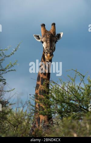 Ritratto di Giraffe (Giraffa camelopardalis), Marataba, Parco Nazionale Marakele, Provincia di Limpopo, Sudafrica, maggio. Foto Stock