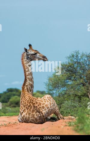 Giraffe (Giraffa camelopardalis) seduto a terra, Marataba, Parco Nazionale Marakele, Provincia Limpopo, Sudafrica. Foto Stock