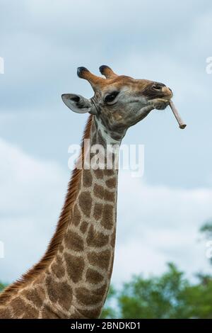 Giraffe (Giraffa camelopardalis) masticare sulle ossa, Marataba, Parco Nazionale di Marakele, Provincia di Limpopo, Sudafrica, Dicembre. Foto Stock