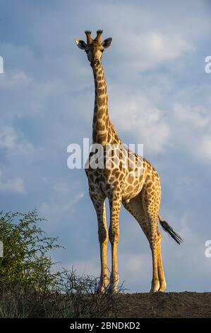 Ritratto di Giraffe (Giraffa camelopardalis), Marataba, Parco Nazionale Marakele, Provincia di Limpopo, Sud Africa, Marzo. Foto Stock