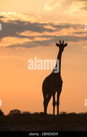 Giraffe (Giraffa camelopardalis) silhouette al tramonto, Marataba, Parco Nazionale Marakele, Provincia Limpopo, Sudafrica. Foto Stock