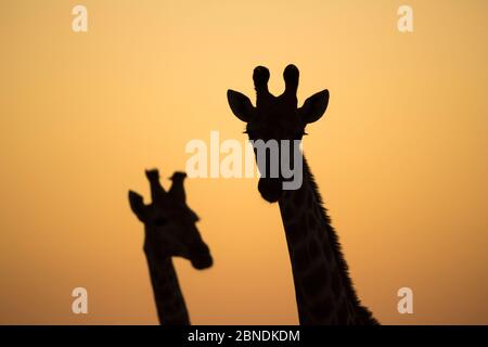 Due teste giraffe (giraffa camelopardalis) silhouette al tramonto. Kruger National Park, Sudafrica. Foto Stock