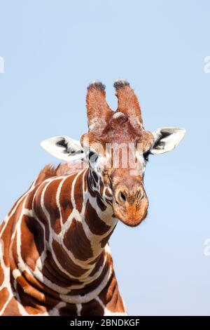 Giraffa reticolare maschio (Giraffa camelopardalis) che si appoggia in avanti. Conservatorio Ol Pejeta, Contea di Laikipia, Kenya. Foto Stock