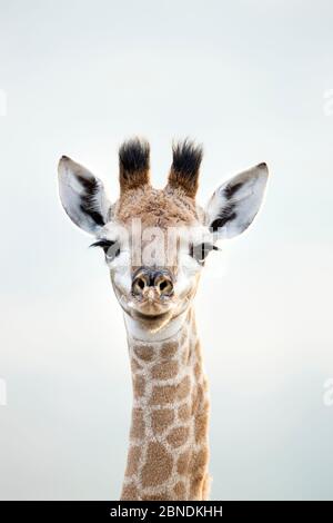 Giraffa giovane (Giraffa camelopardalis) ritratto di testa e collo, occhi aperti / sequenza chiusa, Itala Game Reserve, Provincia Natal di Kwa-Zulu, Sudafrica Foto Stock