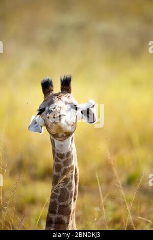 Giraffa giovane (Giraffa camelopardalis) ritratto di testa e collo, occhi aperti / sequenza chiusa, Itala Game Reserve, Provincia Natal di Kwa-Zulu, Sudafrica Foto Stock