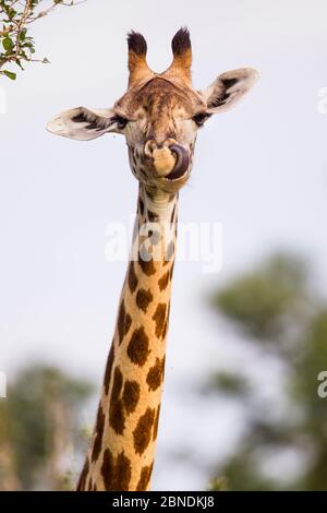 Rhodesian / Thornicroft giraffe (Giraffa camelopardalis thornicrofti) leccando il naso, South Luangwa National Park, Zambia, marzo. Foto Stock
