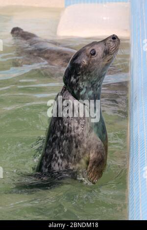 Cucito grigio foca cucito (Halichoerus grypus) 'Iron man' con gravi lesioni da impigliamento in una rete di pesca, gradualmente guarendo in una convalescenza po Foto Stock