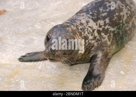 Cucito cucito grigio cucito (Halichoerus grypus) in una piscina di asilo isolata dove sarà mantenuto fino a quando forte abbastanza per unire altri cuccioli e poi essere releas Foto Stock