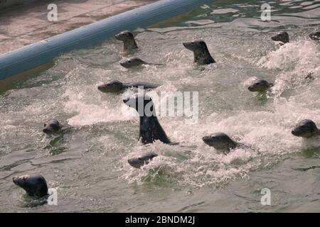 Cuccioli di foca grigio (Haliichoerus grypus) salvati spy-hopping al momento di alimentazione in una piscina di convalescenza dove sono tenuti fino a quando abbastanza forte per rilasciare ba Foto Stock