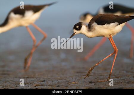 Juvenule e palafitte a collo nero (Himantopus mexicanus) per adulti che invadono in una zona umida restaurata al Santuario Paul J. Rainey di Audubon. Vermilion Parrish, Foto Stock