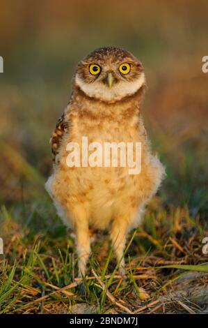 Gufo da burrowing giovanile (Athene cunicularia floridana ) vicino alla sua nidificazione. Cape Coral, Florida. Marzo. Foto Stock