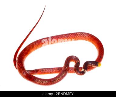 Formosa False Coral Snake (Oxyrhopus formosus) The Kaw Mountains, progetto Guyana francese Meetyourneighbors.net Foto Stock