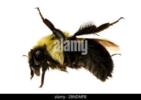 Bumblebee orientale comune (Bombus impaziens) Oxford, Mississippi, Stati Uniti, aprile. Progetto Meetyourneighbors.net Foto Stock