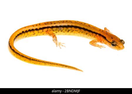 Salamander a due fianchie del sud (Eurycea cirrigera) Tishomingo, Mississippi, USA, aprile. Progetto Meetyourneighbors.net Foto Stock