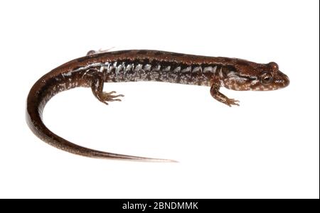 Alleghany montagna salamander crepato (Desmognathus ocrophaeus) Clark Creek, Tennessee, Stati Uniti. Marzo. Progetto Meetyourneighbors.net Foto Stock