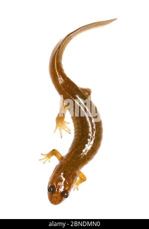 Salamander (Desmosnathus fuscus) Clark's Creek, Tennessee, USA, marzo. Progetto Meetyourneighbors.net Foto Stock