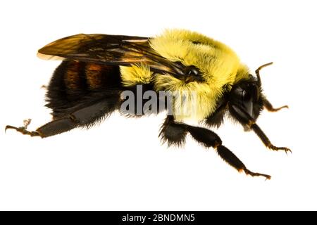 Bumblebee orientale comune (Bombus impaziens) Oxford, Mississippi, Stati Uniti, aprile. Progetto Meetyourneighbors.net Foto Stock