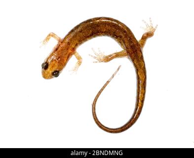 Alleghany montagna salamander crepato (Desmognathus ocrophaeus) Clark Creek, Tennessee, Stati Uniti. Marzo. Progetto Meetyourneighbors.net Foto Stock