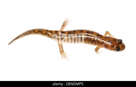 Salamander (Desmosnathus fuscus) Clark's Creek, Tennessee, USA, marzo. Progetto Meetyourneighbors.net Foto Stock