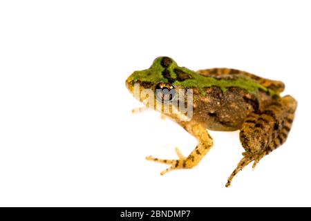 Rana di cricket meridionale (Acris gryllus) Apalachicola National Forest, Florida, USA, settembre. Progetto Meetyourneighbors.net Foto Stock