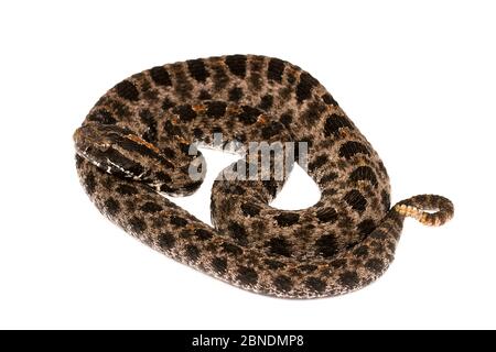 Pigmy rattlesnake (Sistrurus miliarius barbouri) Apalachicola National Forest, Florida, USA, settembre. Progetto Meetyourneighbors.net Foto Stock