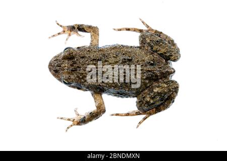 froglet comune orientale (Crinia signifera) Croajingolong National Park, Victoria, Australia, luglio. Progetto Meetyourneighbors.net Foto Stock