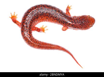 Salamander rosso (Pseudotriton ruber) Clark's Creek, Tennessee, Stati Uniti. Maggio. Progetto Meetyourneighbors.net Foto Stock