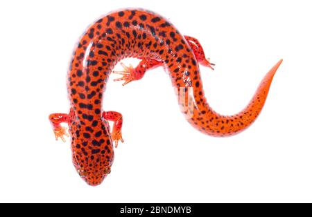 Salamander rosso (Pseudotriton ruber) Pigeon Mountain, Georgia, USA, maggio. Progetto Meetyourneighbors.net Foto Stock