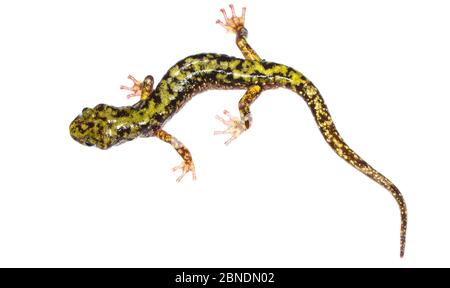 Salamander verde (Aneides aeneus) Tishomingo, Mississippi, Stati Uniti, maggio. Progetto Meetyourneighbors.net Foto Stock