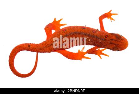 Stadio di sinistra terrestre del Newt Orientale (Notophthalmus viridesens) Clark Creek, Tennessee, USA, maggio. Progetto Meetyourneighbors.net Foto Stock