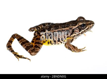 Rana di Pickerel (Rana palustris) Clark's Creek, Tennessee, Stati Uniti. Maggio. Progetto Meetyourneighbors.net Foto Stock