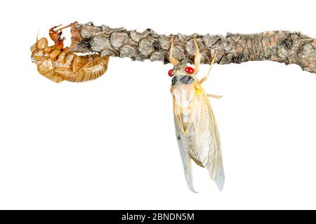 13 anni di cicada periodico (Magicicada tredecim) con capannone esoscheletro, Oxford, Mississippi, USA. Maggio. Progetto Meetyourneighbors.net Foto Stock