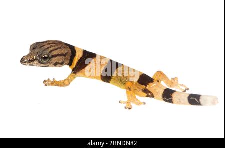 Giovani Caraibi meno geco (Sphaerodactylus homolepis) Isla Colon, Panama. Progetto Meetyourneighbors.net Foto Stock