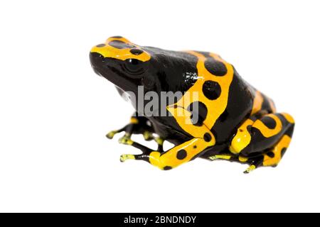 La rana di veleno di Bumblebee (Dendrobates leucomelas) cattività si verifica in Sud America. Progetto Meetyourneighbors.net Foto Stock