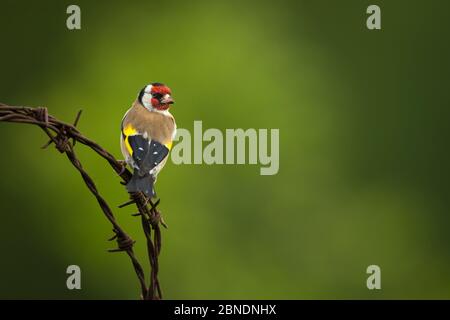 Il briciolo europeo (Carduelis carduelis) arroccato su filo spinato arrugginito, Cheshire, UK, giugno. Foto Stock