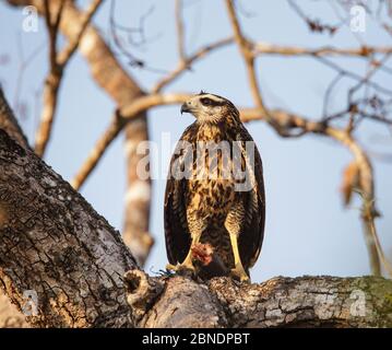 Grande falco nero (Buteogallus urubitinga) immaturo arroccato su albero con preda, argentino tegu bianco e nero (Tupinambis merianae)Pantanal, Brasile Foto Stock