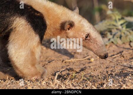 Southern tamandua (Tamandua tetradactyla) profilo di camminata, Pantanal, Brasile Foto Stock