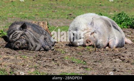 Sythen, NRW, Germania. 14 maggio 2020. Due maiali con la loro bellatura a pentola godono chiaramente del sole e del ritorno dei visitatori al Wildlife Park Granat, una riserva naturale di 600 mq, dove fino a 500 animali vagano per lo più liberamente. I parchi naturali, gli zoo e alcuni parchi di divertimento all'aperto riaprono con consigli speciali e regole di allontanamento in vigore, a seguito della decisione di allentare gradualmente alcune delle misure di blocco in Germania. Credit: Imageplotter/Alamy Live News Foto Stock