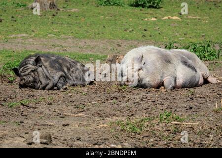 Sythen, NRW, Germania. 14 maggio 2020. Due maiali con la loro bellatura a pentola godono chiaramente del sole e del ritorno dei visitatori al Wildlife Park Granat, una riserva naturale di 600 mq, dove fino a 500 animali vagano per lo più liberamente. I parchi naturali, gli zoo e alcuni parchi di divertimento all'aperto riaprono con consigli speciali e regole di allontanamento in vigore, a seguito della decisione di allentare gradualmente alcune delle misure di blocco in Germania. Credit: Imageplotter/Alamy Live News Foto Stock