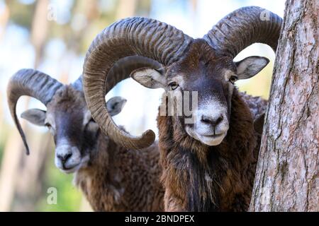 Sythen, NRW, Germania. 14 maggio 2020. Due arieti di mouflon raggiungono curiosamente i visitatori del Wildlife Park Granat, una riserva naturale di 600 metri quadrati dove fino a 500 animali perlopiù vagano liberamente. I parchi naturali, gli zoo e alcuni parchi di divertimento all'aperto riaprono con consigli speciali e regole di allontanamento in vigore, a seguito della decisione di allentare gradualmente alcune delle misure di blocco in Germania. Credit: Imageplotter/Alamy Live News Foto Stock