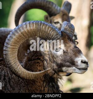 Sythen, NRW, Germania. 14 maggio 2020. Due arieti di mouflon raggiungono curiosamente i visitatori del Wildlife Park Granat, una riserva naturale di 600 metri quadrati dove fino a 500 animali perlopiù vagano liberamente. I parchi naturali, gli zoo e alcuni parchi di divertimento all'aperto riaprono con consigli speciali e regole di allontanamento in vigore, a seguito della decisione di allentare gradualmente alcune delle misure di blocco in Germania. Credit: Imageplotter/Alamy Live News Foto Stock