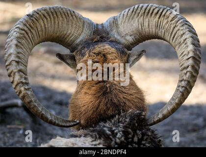 Sythen, NRW, Germania. 14 maggio 2020. Un montone di mouflon mostra le sue imponenti corna ai visitatori del Wildlife Park Granat, una riserva naturale di 600 metri quadrati dove fino a 500 animali per lo più vagano liberamente. I parchi naturali, gli zoo e alcuni parchi di divertimento all'aperto riaprono con consigli speciali e regole di allontanamento in vigore, a seguito della decisione di allentare gradualmente alcune delle misure di blocco in Germania. Credit: Imageplotter/Alamy Live News Foto Stock